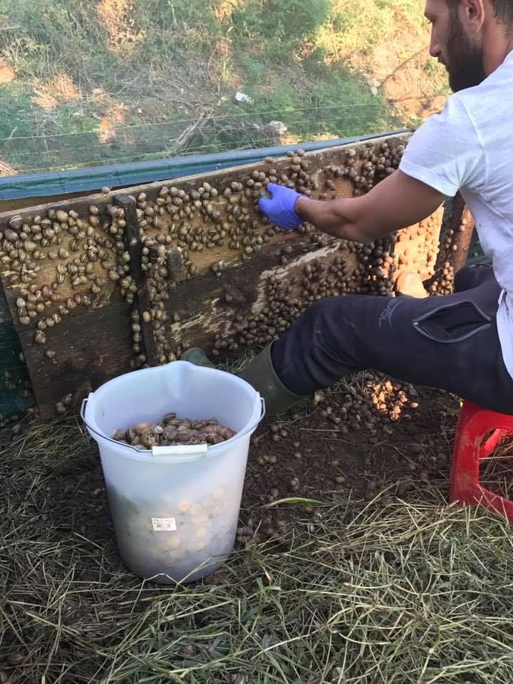 Non solo ‘nduja e cipolla: dall’annona alla Trifera 15 eccellenze che rendono unica la Calabria