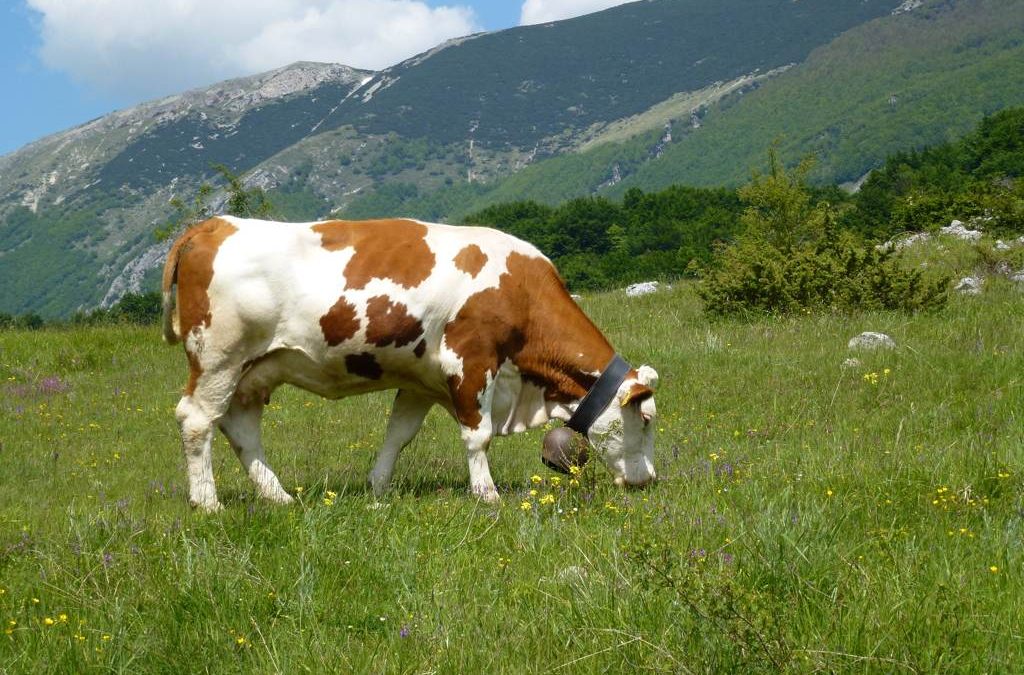 Vacche sacre, parte l’offensiva della prefettura  Saranno bloccati i bovini vaganti e posti sotto custodia