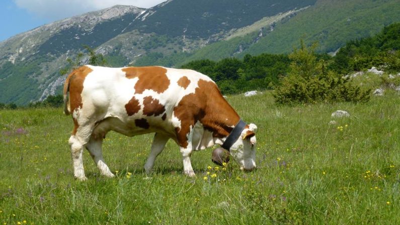 Vacche sacre, parte l'offensiva della prefetturaSaranno bloccati i bovini vaganti e posti sotto custodia