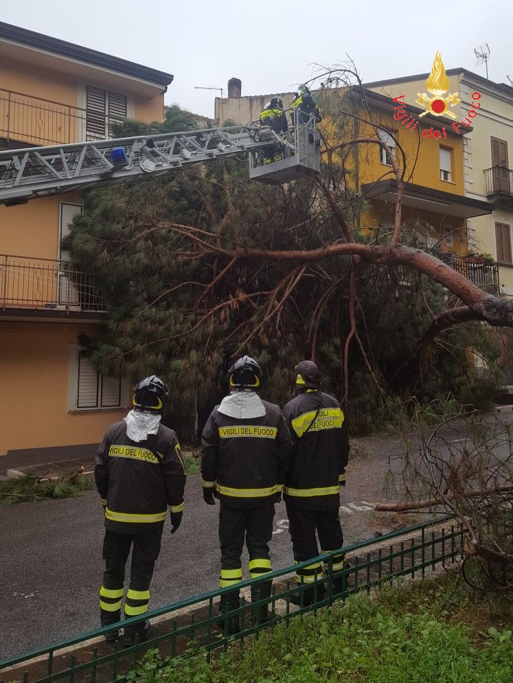 Albero crolla sulla facciata di una casa a LameziaTanta paura per i residenti, avviate verifiche