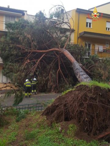 Albero caduto a Lamezia
