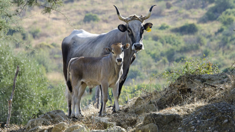 Alla podolica lucana il riconoscimento Mipaaf: approvato il Sistema di Qualità nazionale Zootecnia