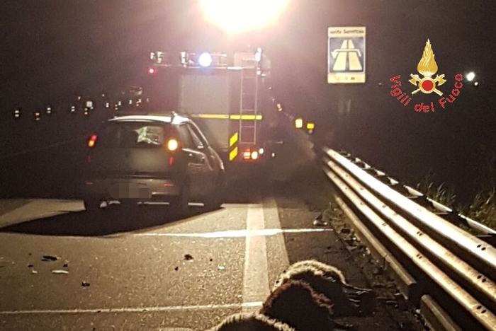 Auto travolge gregge di pecore sulla statale 280Ferito un uomo, circolazione bloccata per alcune ore