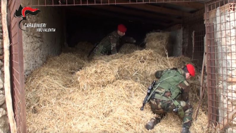 VIDEO - Blitz contro i clan del Vibonese diversi fermiLe immagini degli interventi dei carabinieri
