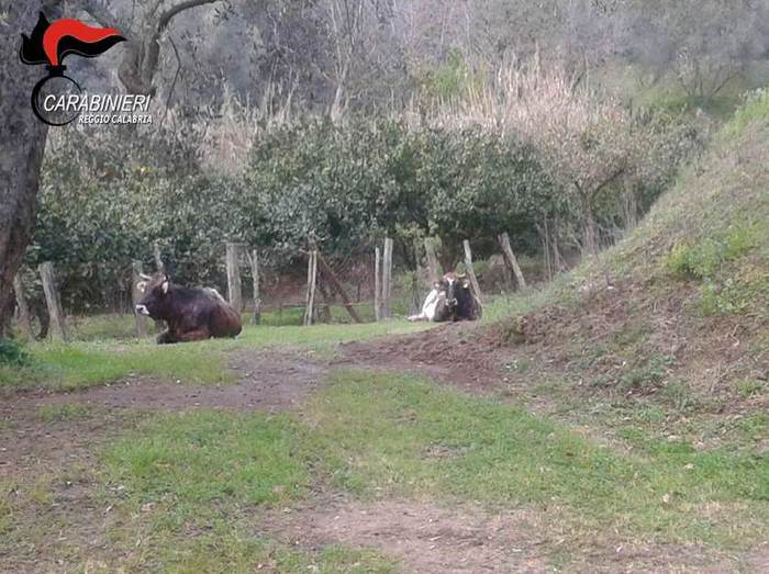 Pascolo abusivo e abbandono di animali nel RegginoDenunciata dai carabinieri una allevatrice di bovini