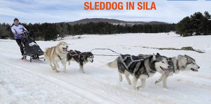 Parco nazionale della Sila ospita “Dogs on the snow” Manifestazione con gli splendidi cani da slitta