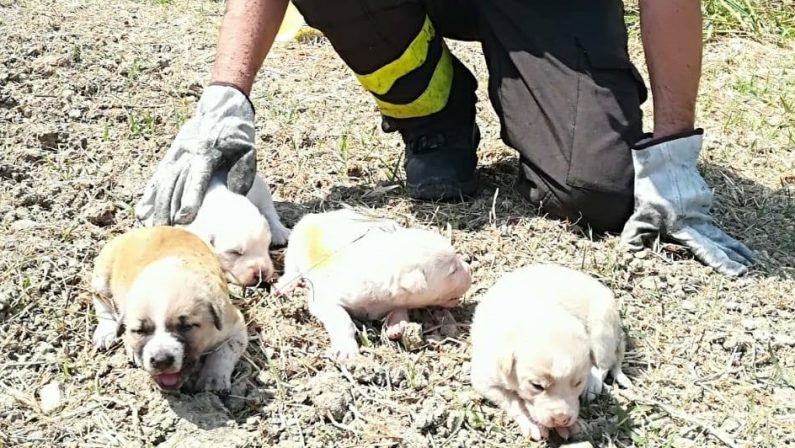 Salvano quattro cuccioli durante un incendioSoccorso nel Crotonese, i cani stanno bene