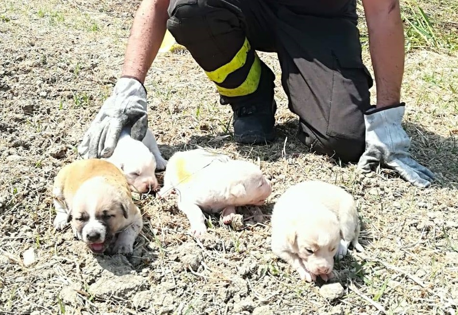 I cani tratti in salvo