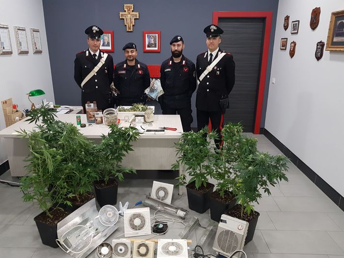 Coltivava marijuana nel sottotetto di casaCarabinieri sequestrano piante e dosi nel Cosentino