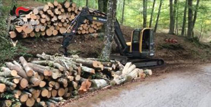 Tagliati oltre 50 alberi abusivamente nel viboneseDenunciate sei persone, sequestrato bosco da 13 ettari