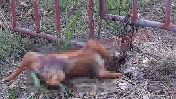 Intimidazione shock: cane ucciso e legato al cancelloCrudeltà nel Catanzarese: usate anche alcune cartucce