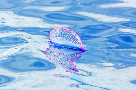 Una medusa Caravella portoghese