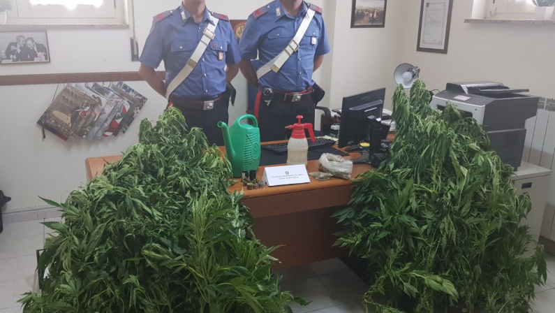 Scoperta una piantagione di marijuana nel cosentinoArrestato un giovane sorpreso ad annaffiare le piante