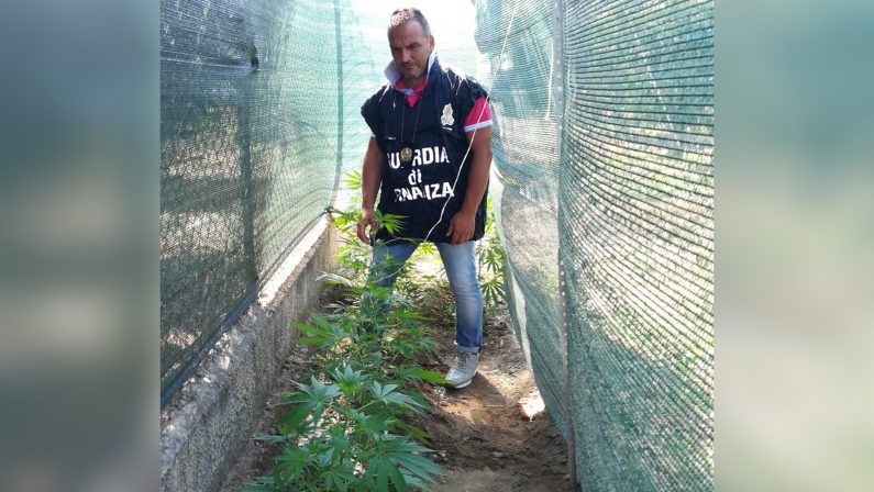 Rossano, coltivava marijuana nel giardino di casaUn arresto, le piante avrebbero fruttato 14 mila euro