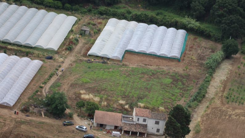 Enorme coltivazione di marijuana scoperta nel ViboneseQuasi 90 mila piante per un valore di oltre 20 milioni di euro