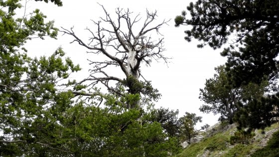 In Calabria l'albero più antico d'Europa: ha 1230 anniGrazie ad Italus preziose scoperte sulla storia della terra