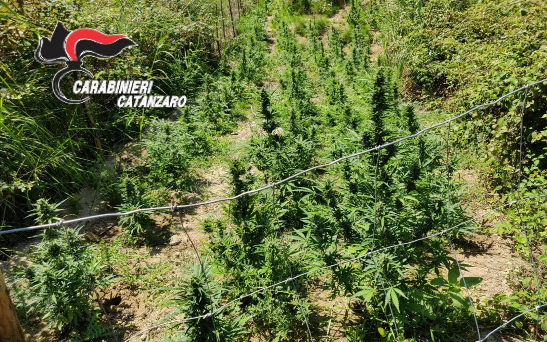 VIDEO – Piantagione di Canapa indiana scoperta nel Catanzarese  Le immagini dell’attività dei carabinieri, 3 le persone denunciate