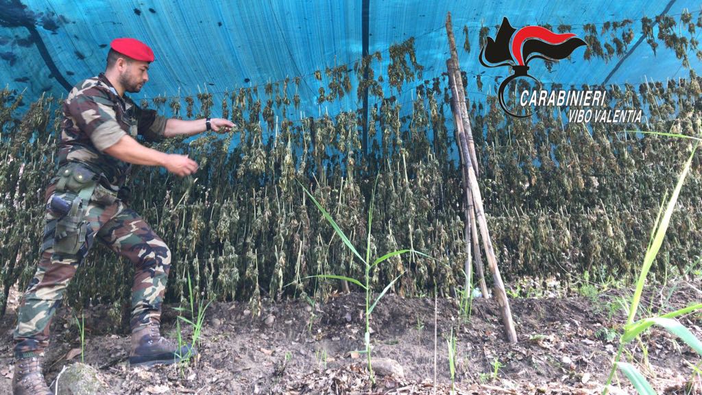 La cannabis sequestrata