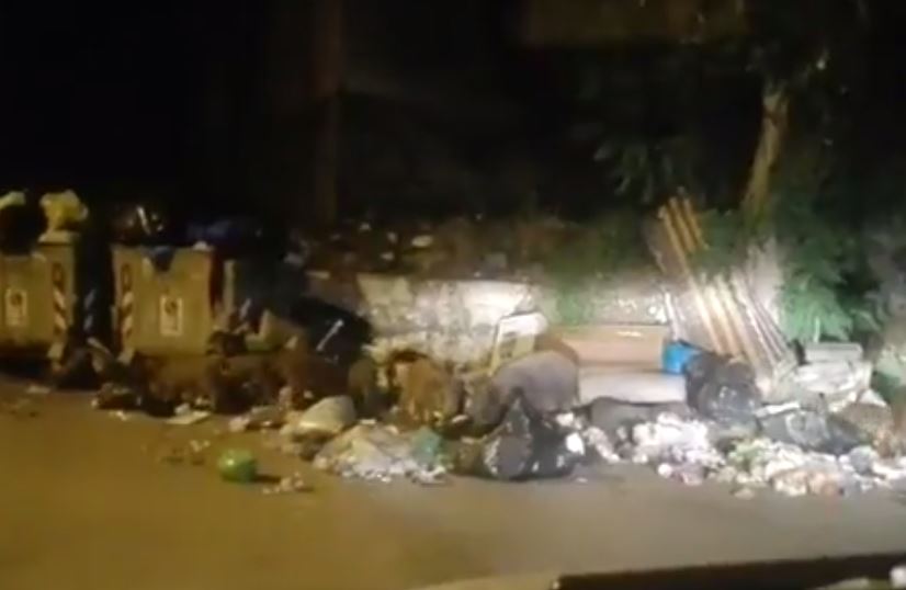 VIDEO – I cinghiali mangiano tra i cumuli dei rifiuti  Gli animali sempre più numerosi in pieno centro