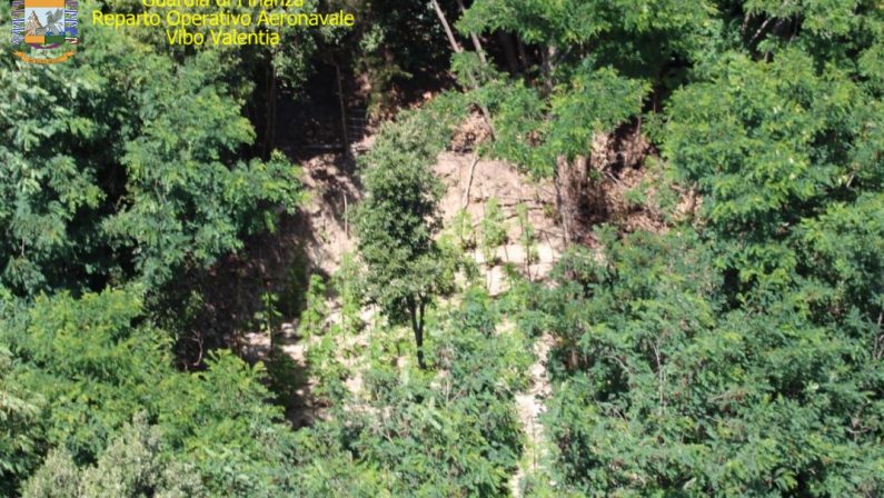 Piantagione di canapa indiana scoperta nel ViboneseTra i boschi di Fabrizia piante per un valore di 500 mila euro