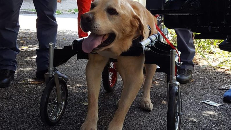 E' morto il Labrador in carrozzina per la malattiaLa sua storia dal Vibonese aveva commosso tutti