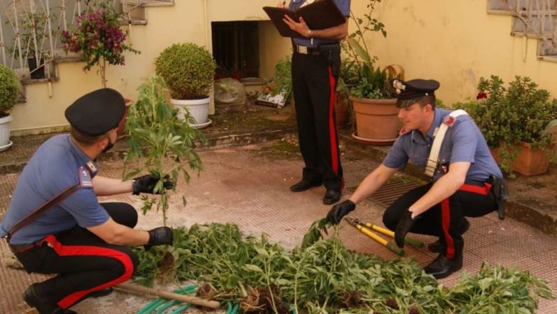 Due giovani scoperti mentre coltivavano marijuanaIndividuata piantagione di canapa nel Reggino