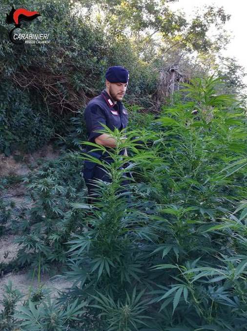 Sorpreso ad irrigare una piantagione di marijuanaArrestato un uomo di 43 anni nel Crotonese