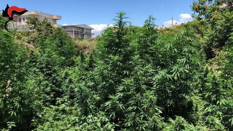 Due piantagioni di marijuana e due arresti nel RegginoControlli dei carabinieri e migliaia di arbusti sequestrati