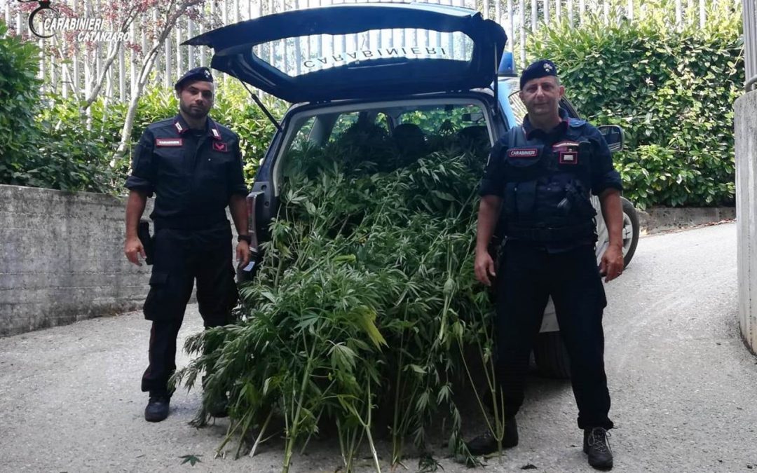 La cannabis scoperta dai carabinieri