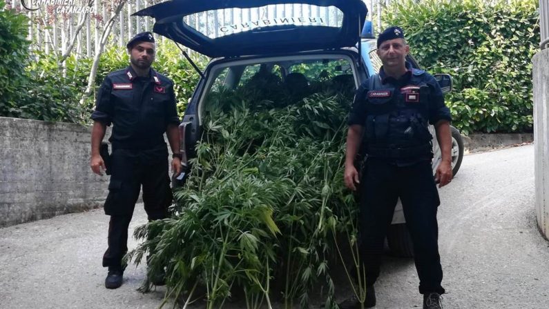Ferragosto intenso di controlli e denunce nel LametinoI Carabinieri scoprono una piantagione di marijuana