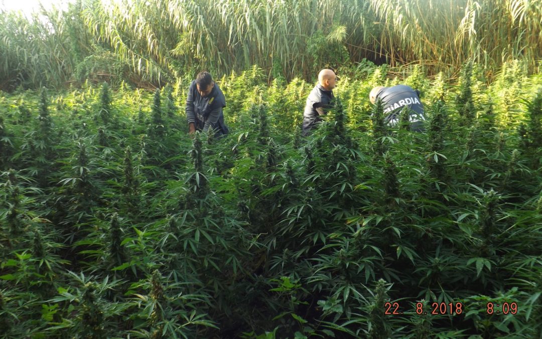 La piantagione sequestrata