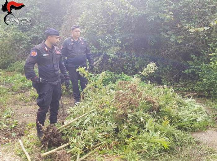 Coltivava canapa, arrestato 24enne nel Reggino