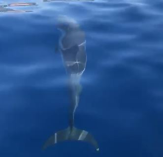 VIDEO - Delfini al largo di Pizzo