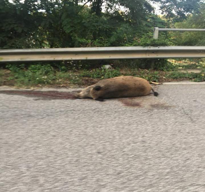 Il cinghiale morto in strada nel Vibonese
