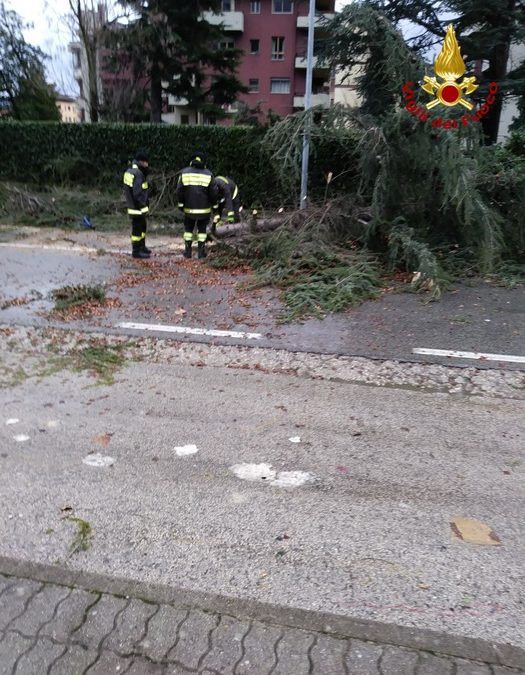 Maltempo, nave sbatte su una banchina. In Irpinia albero cade su una casa