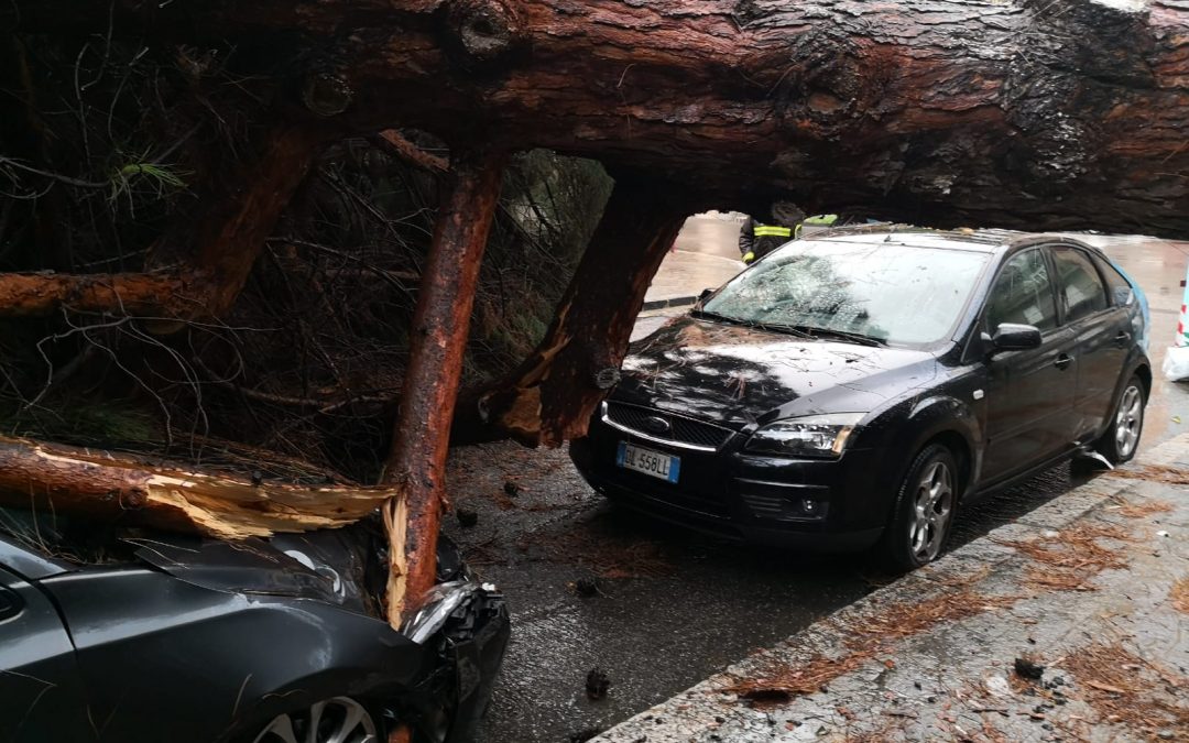 Le auto distrutte dagli alberi