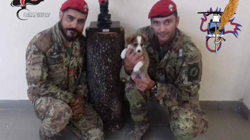 Da randagio abbandonato sul ciglio della strada a mascotte dello Squadrone cacciatori di Calabria: ecco la storia di Sec