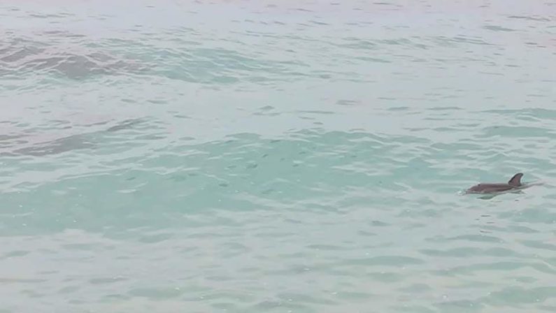 Un esemplare di delfino avvistato a Capo VaticanoIl mammifero nuotava nei pressi della riva