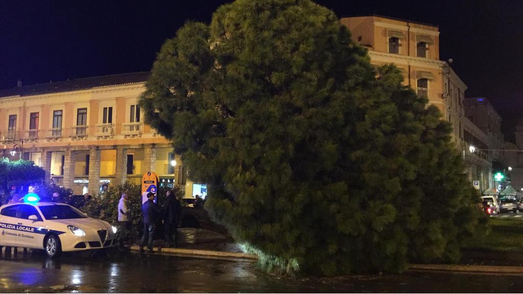 Il pino caduto in Piazza Pitagora a Crotone