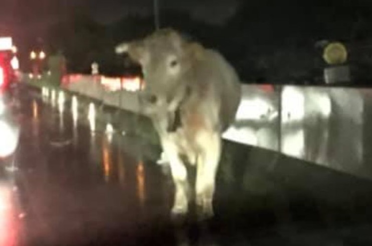 La mucca a spasso sul raccordo autostradale di Reggio