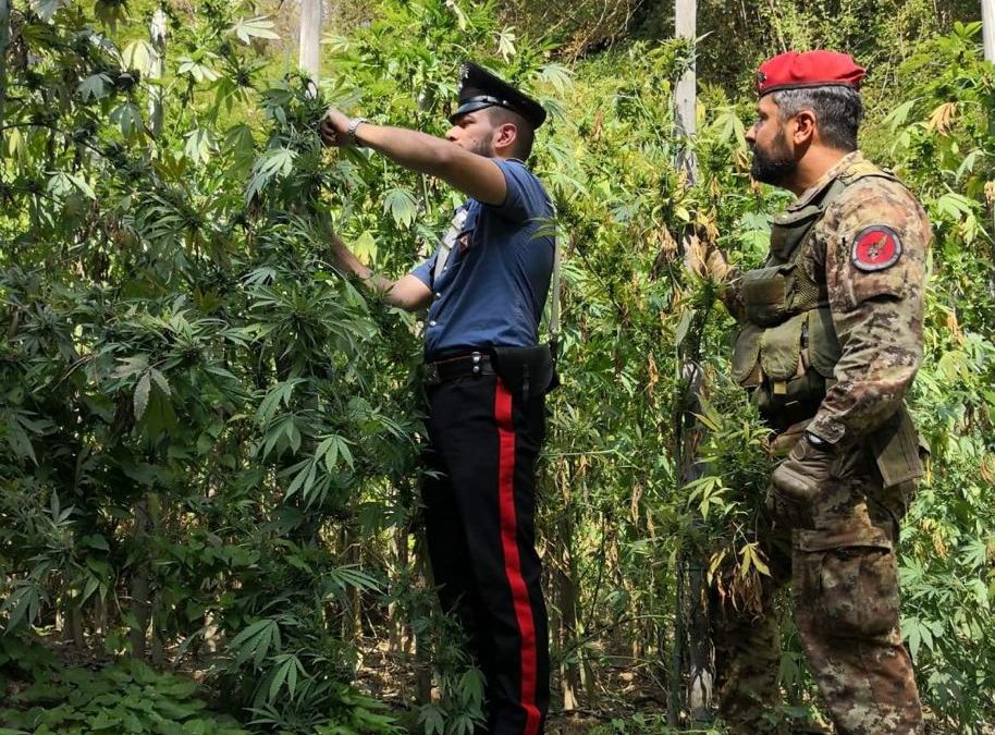 La piantagione scoperta