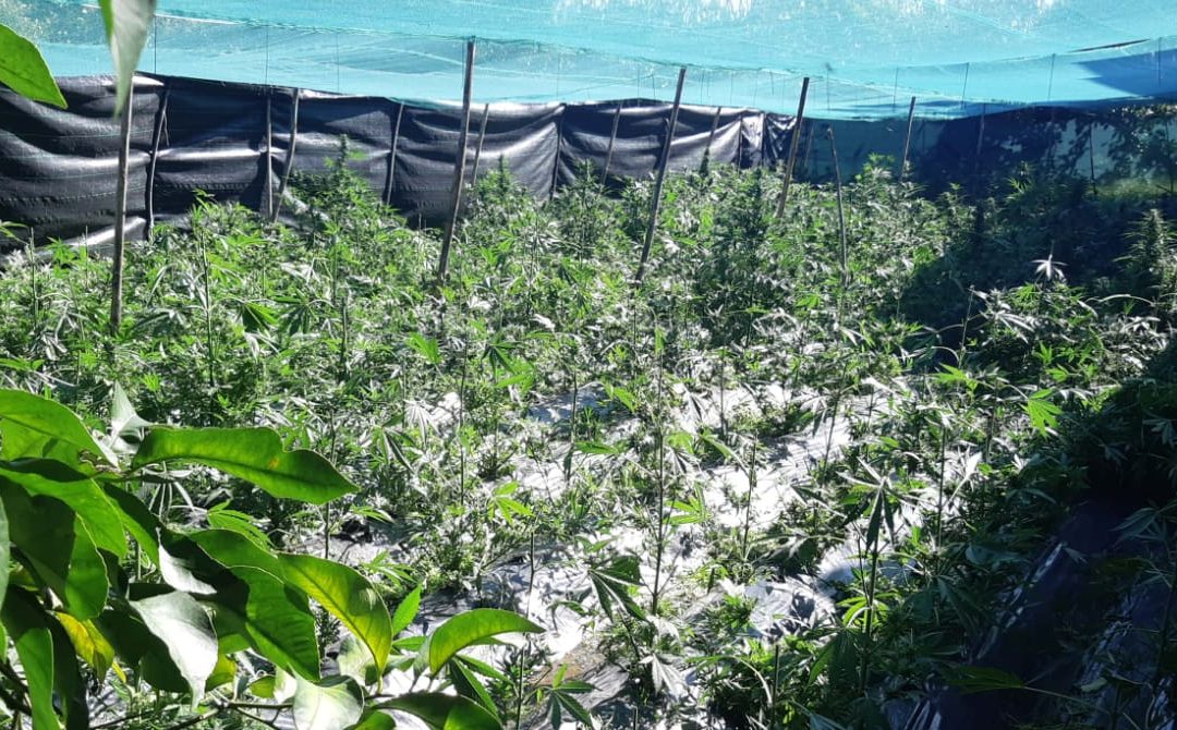La piantagione di canapa individuata a Rosarna