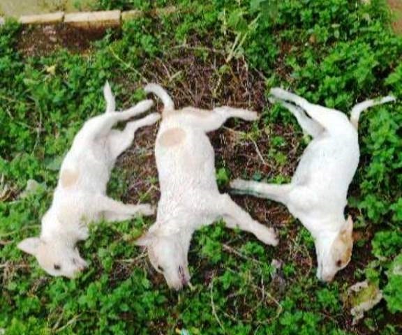 I tre cuccioli uccisi