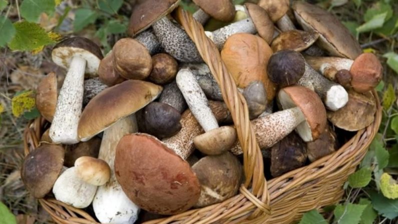 Funghi in vendita senza rispettare le norme Sequestrati 50 chili durante i controlli a Lamezia