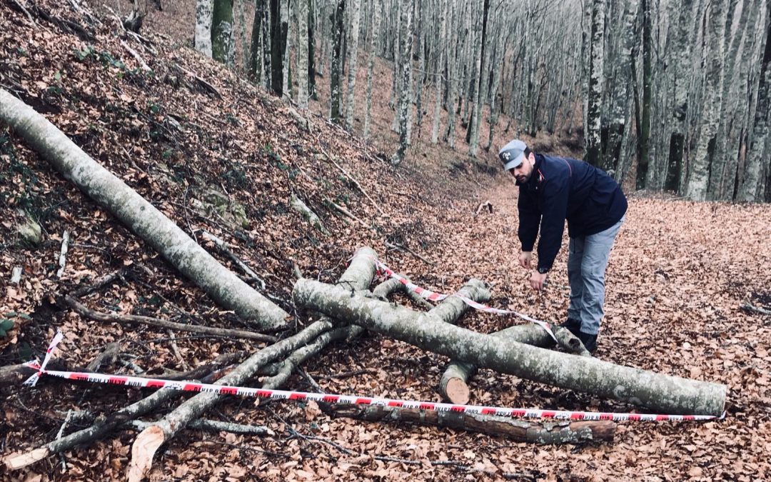 Parte del legno tagliato