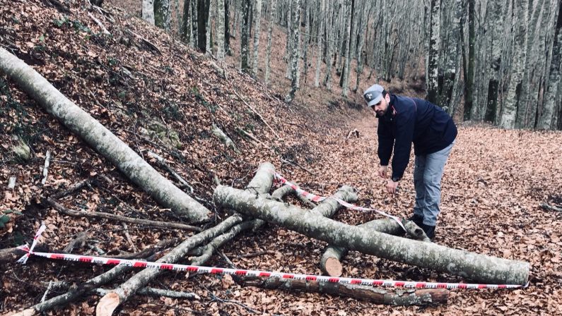 Sorprese a rubare legna da un terreno comunaleArrestate tre persone in provincia di Cosenza