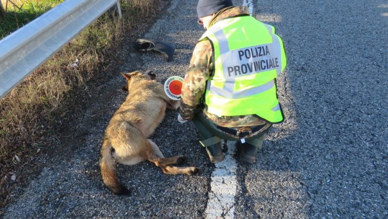 Travolto e ucciso da un'auto un raro esemplare di lupoLa carcassa affidata al Centro natura del Cupone