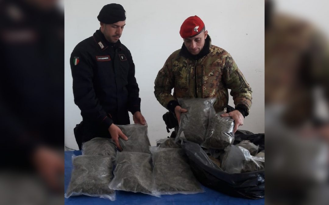 La marijuana sequestrata dai carabinieri