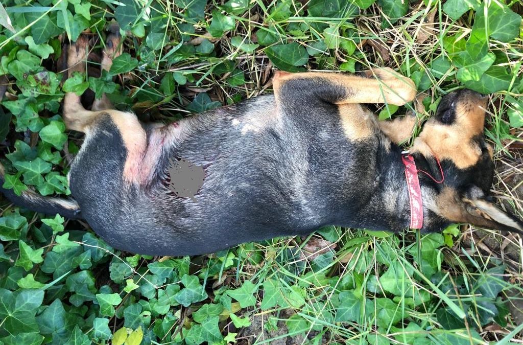 Il cane ucciso a Vibo Valentia