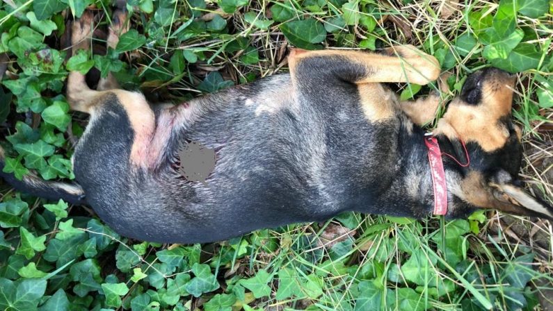 Cagnolino ucciso a colpi d'arma da fuoco a ViboIndagini sull'ennesima violenza agli animali